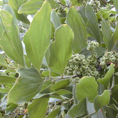 Acacia Mangium