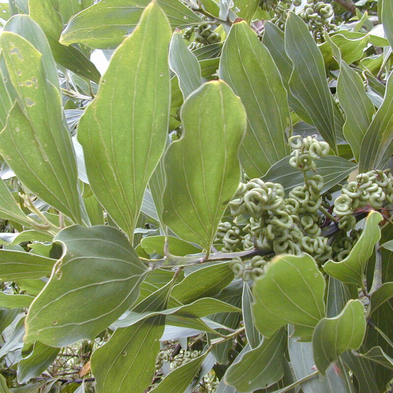 Acacia Mangium