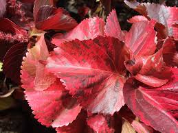 Acalifa Roja