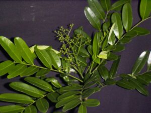 Aceituno