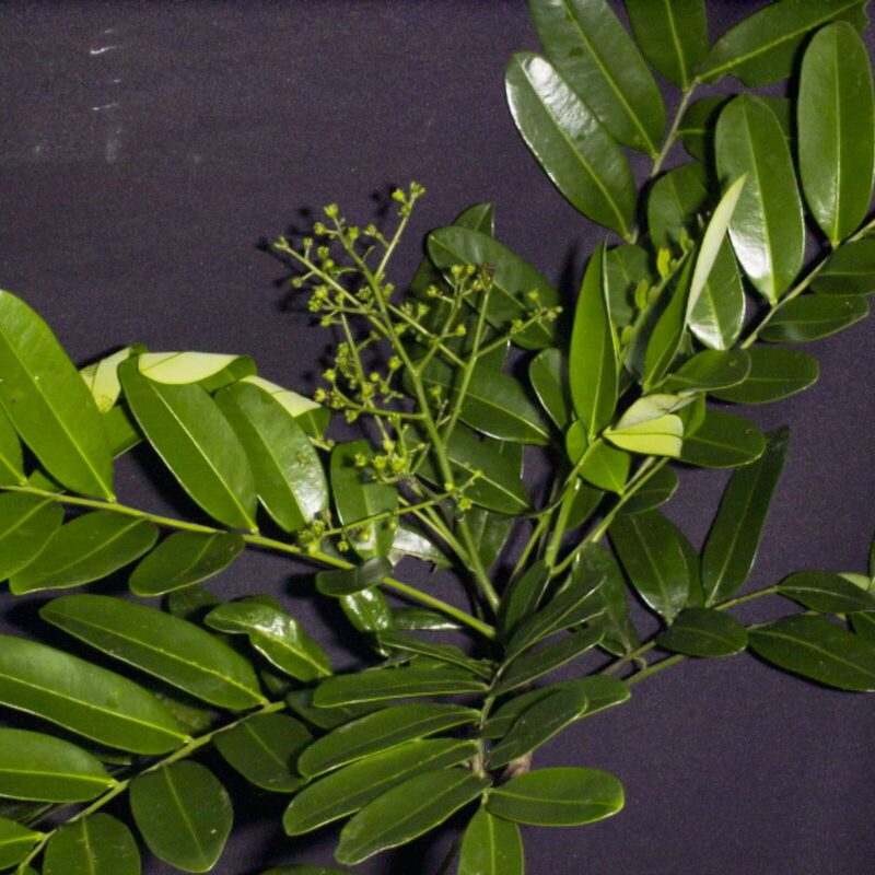 Aceituno