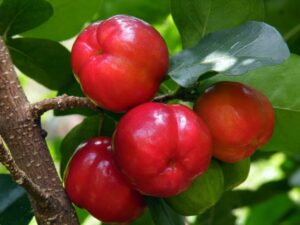 Acerola