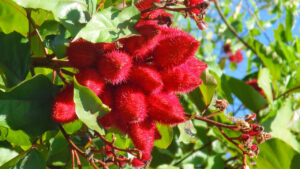 Achiote