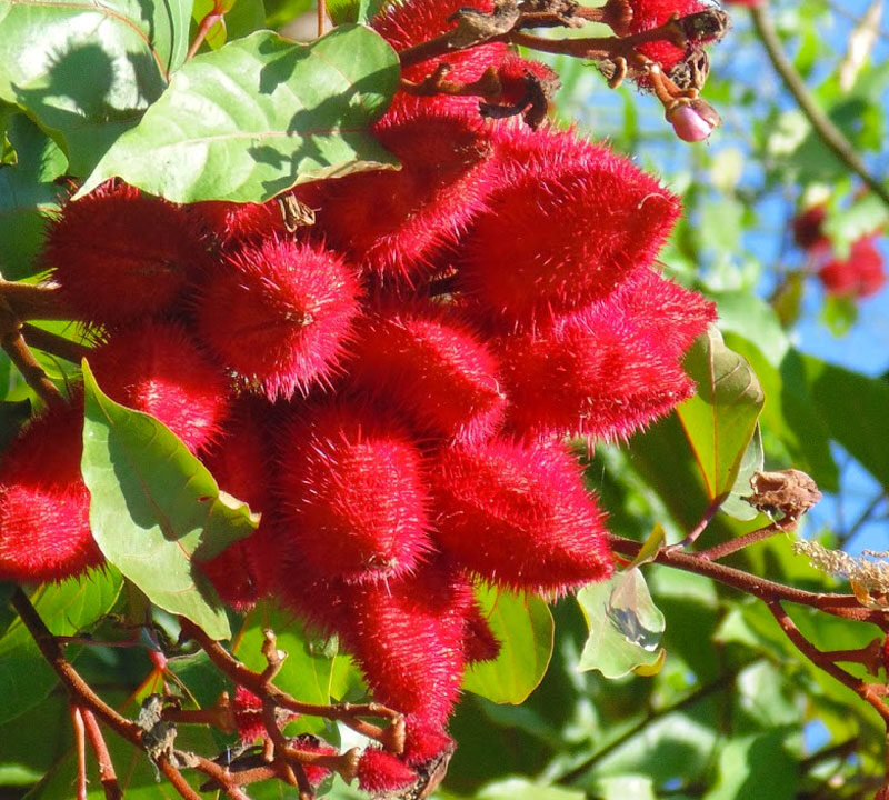 Achiote