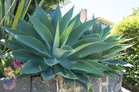 Agave