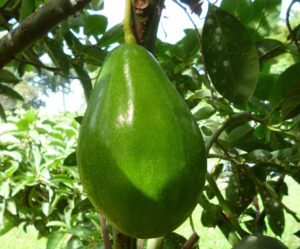 Aguacate Booth 7