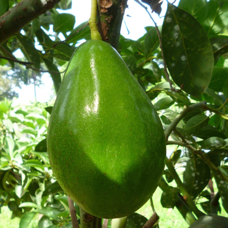 Aguacate Booth 7