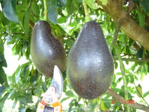 Aguacate Booth 8