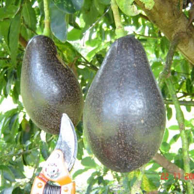 Aguacate Booth 8