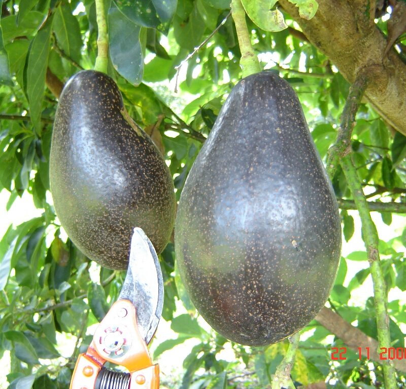 Aguacate Booth 8