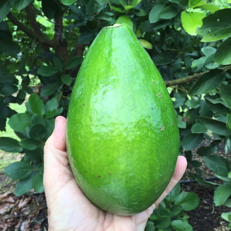 Aguacate Catalina