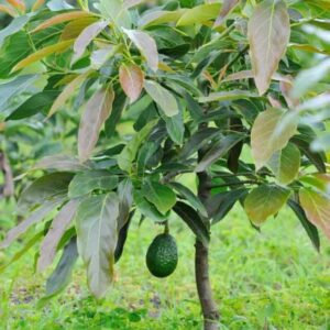 Aguacate Hass
