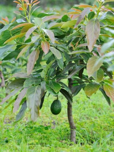 Aguacate Hass