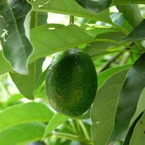 Aguacate Kahalu