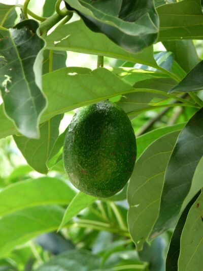 Aguacate Kahalu