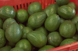 Aguacate Torres