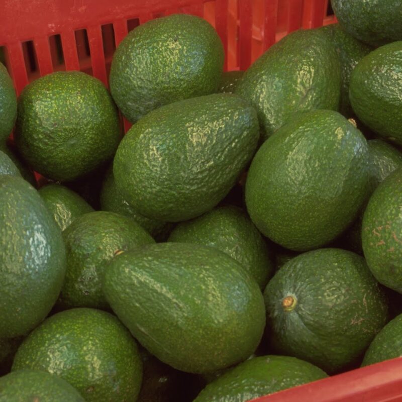 Aguacate Torres