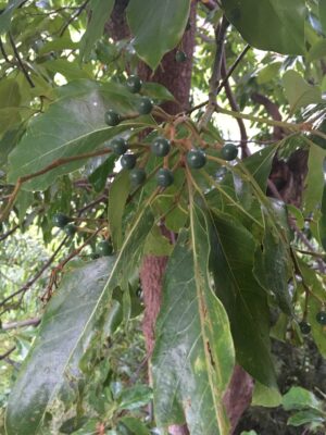 Aguacatillo