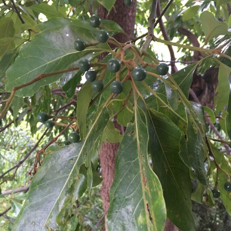 Aguacatillo