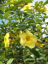 Alamanda