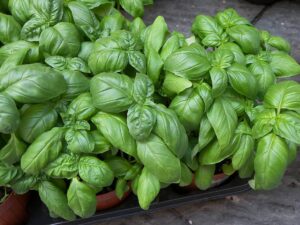 Albahaca