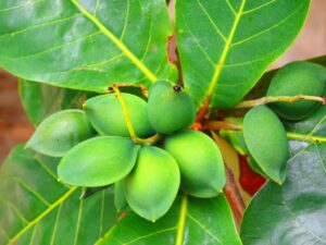 Almendro de Playa