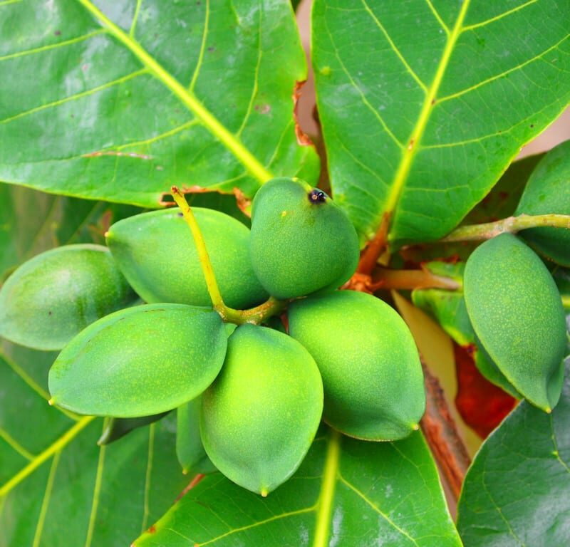 Almendro de Playa
