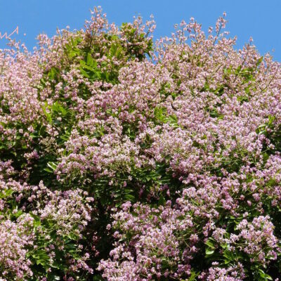 Almendro del Rio