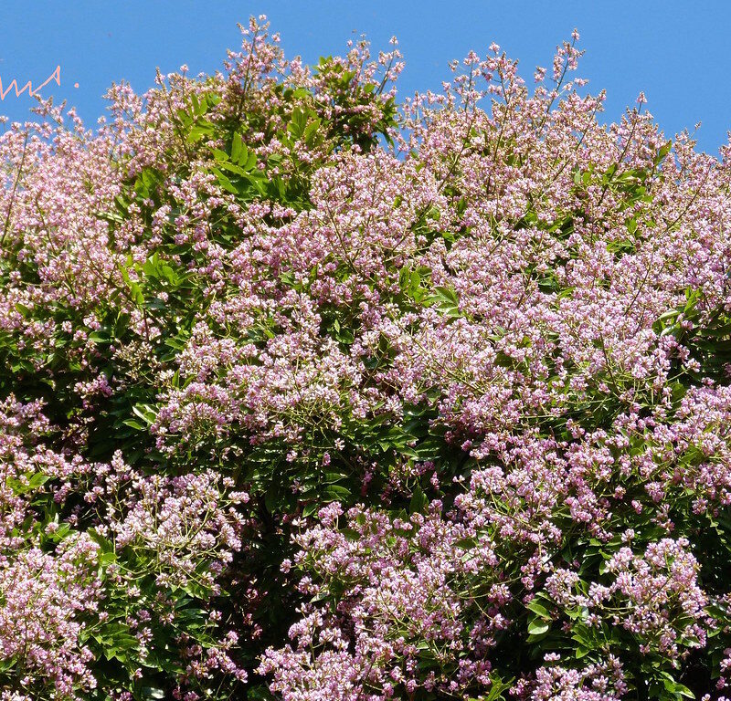 Almendro del Rio