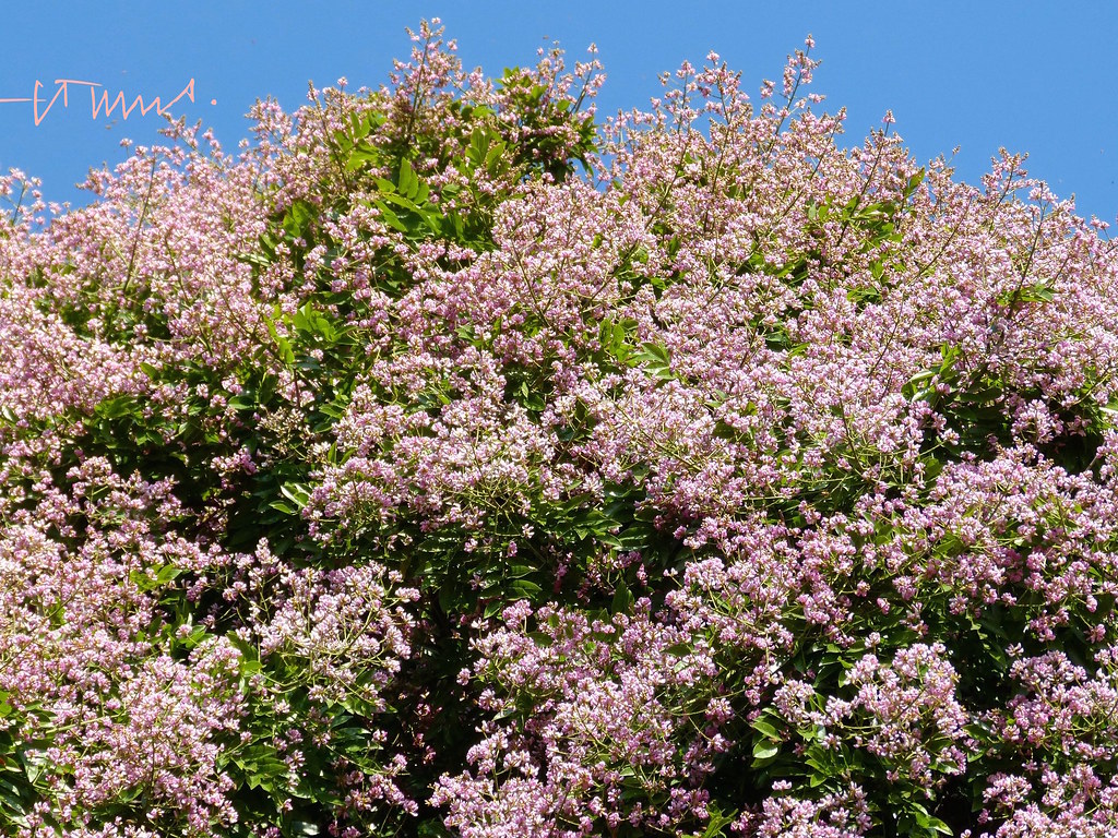 Almendro del Rio