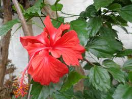 Amapola