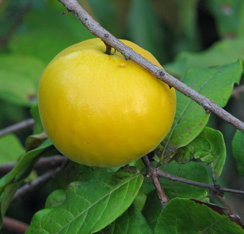 Araza