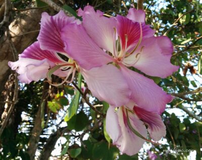 Arbol de Orquidea