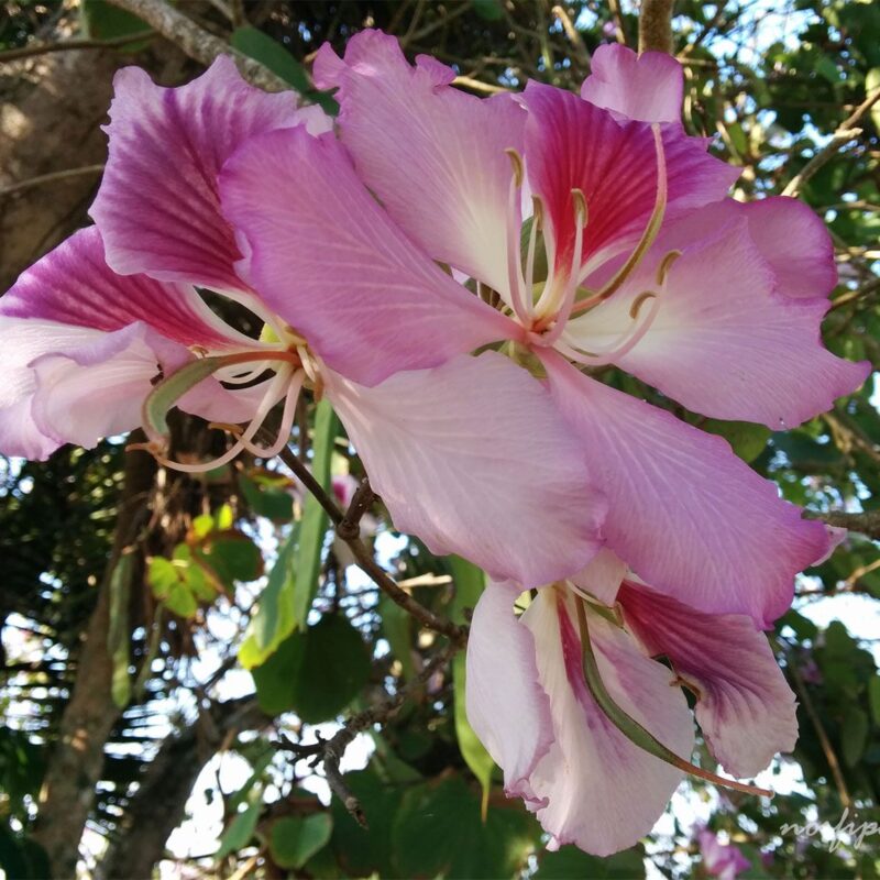 Arbol de Orquidea