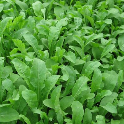 Arugula