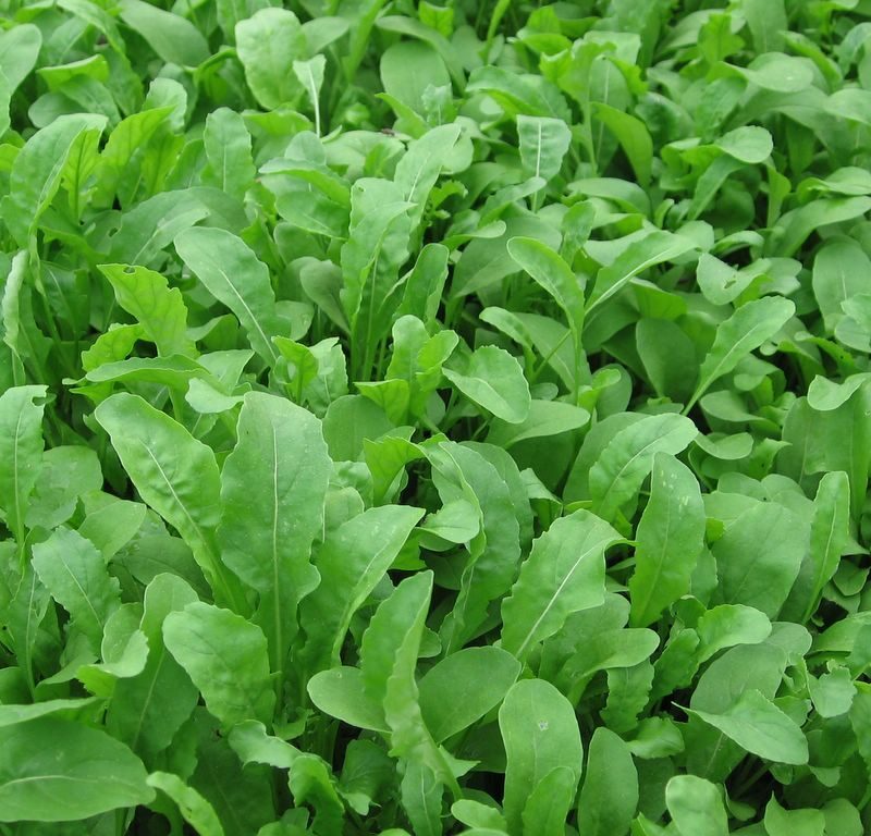 Arugula