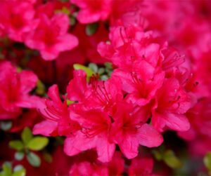 Azalea
