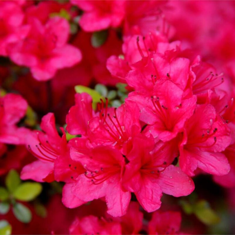 Azalea