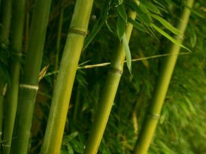 Bambu