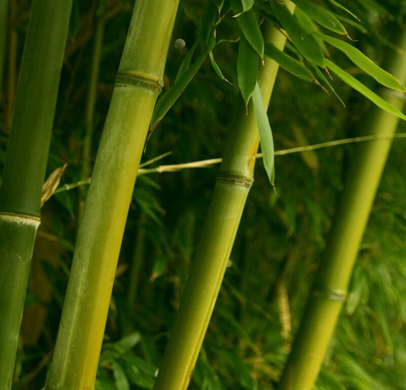 Bambu