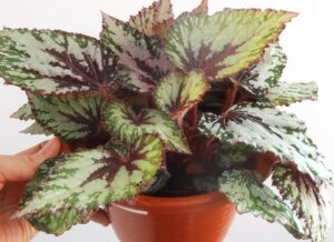 Begonia