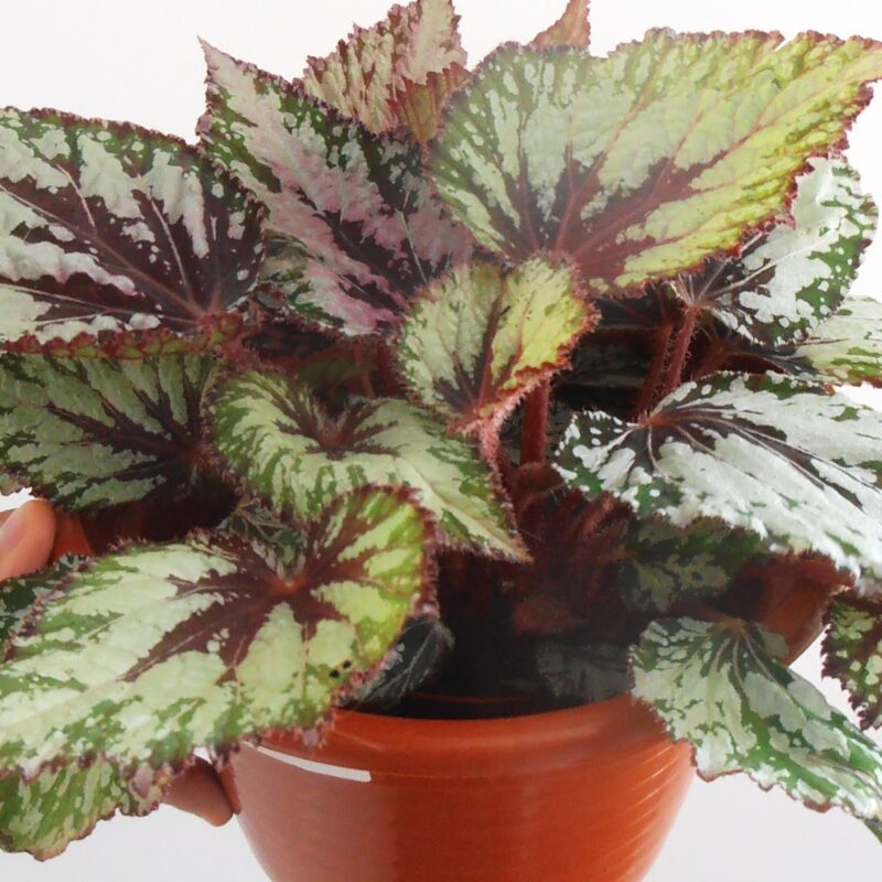 Begonia
