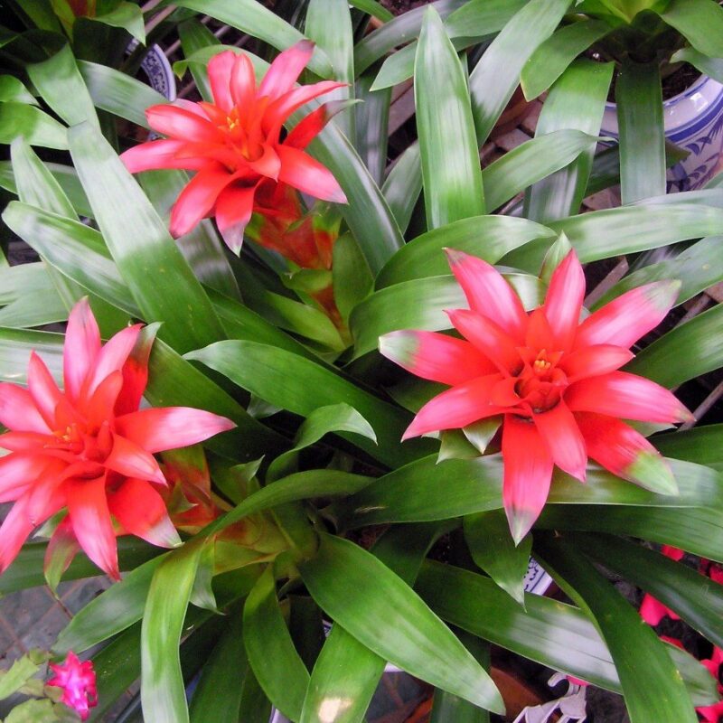 Bromelias