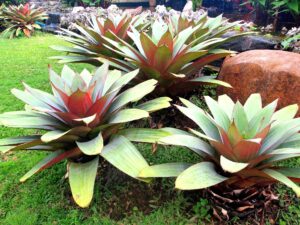 Bromelias de sol