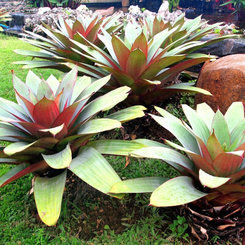 Bromelias de sol