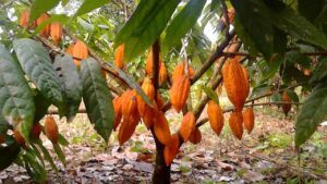 Cacao