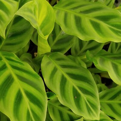 Calathea