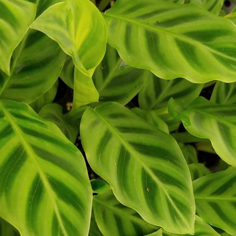 Calathea