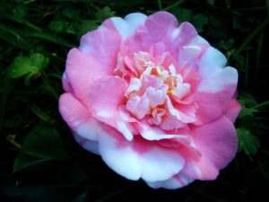 Camelia