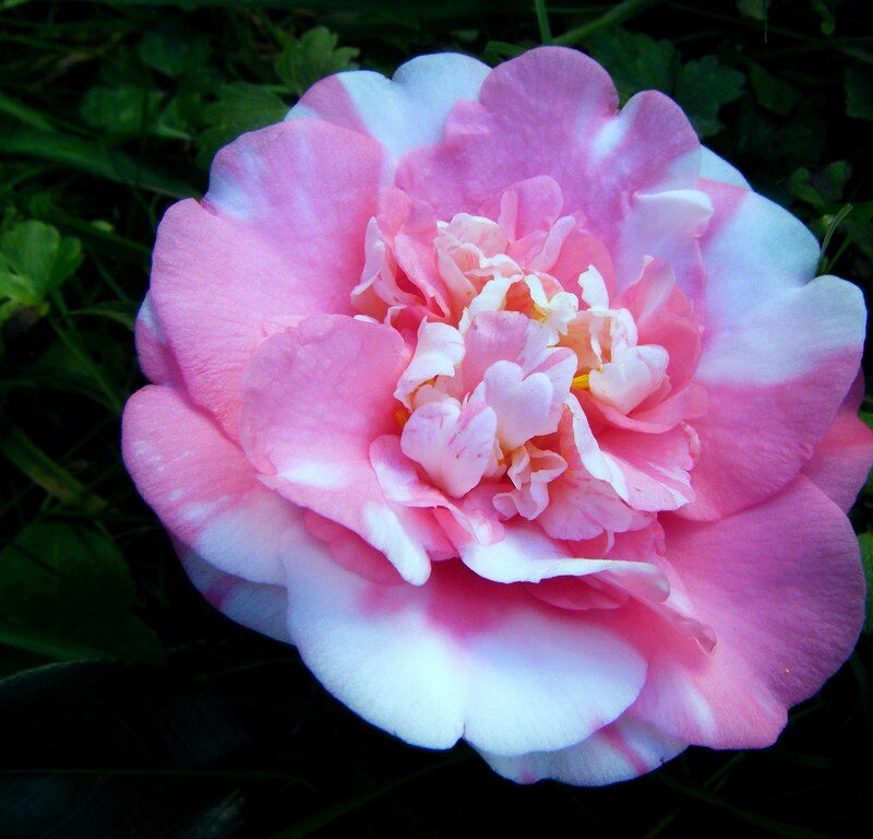 Camelia